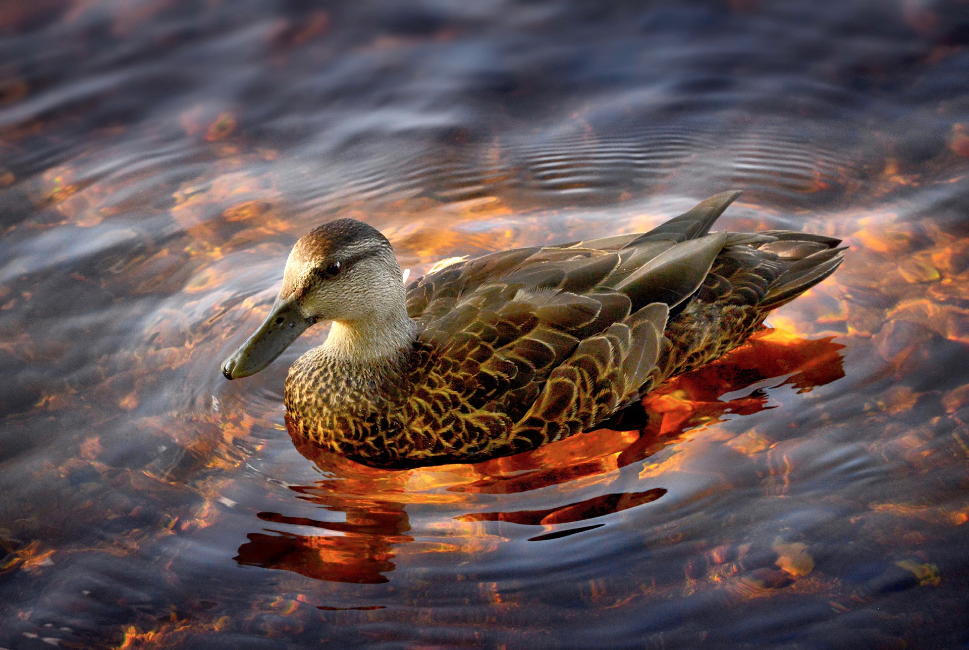 Un canrd sur l'eau